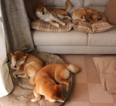 中美蝶泳后程体能储备策略分化明显，蝶泳业余